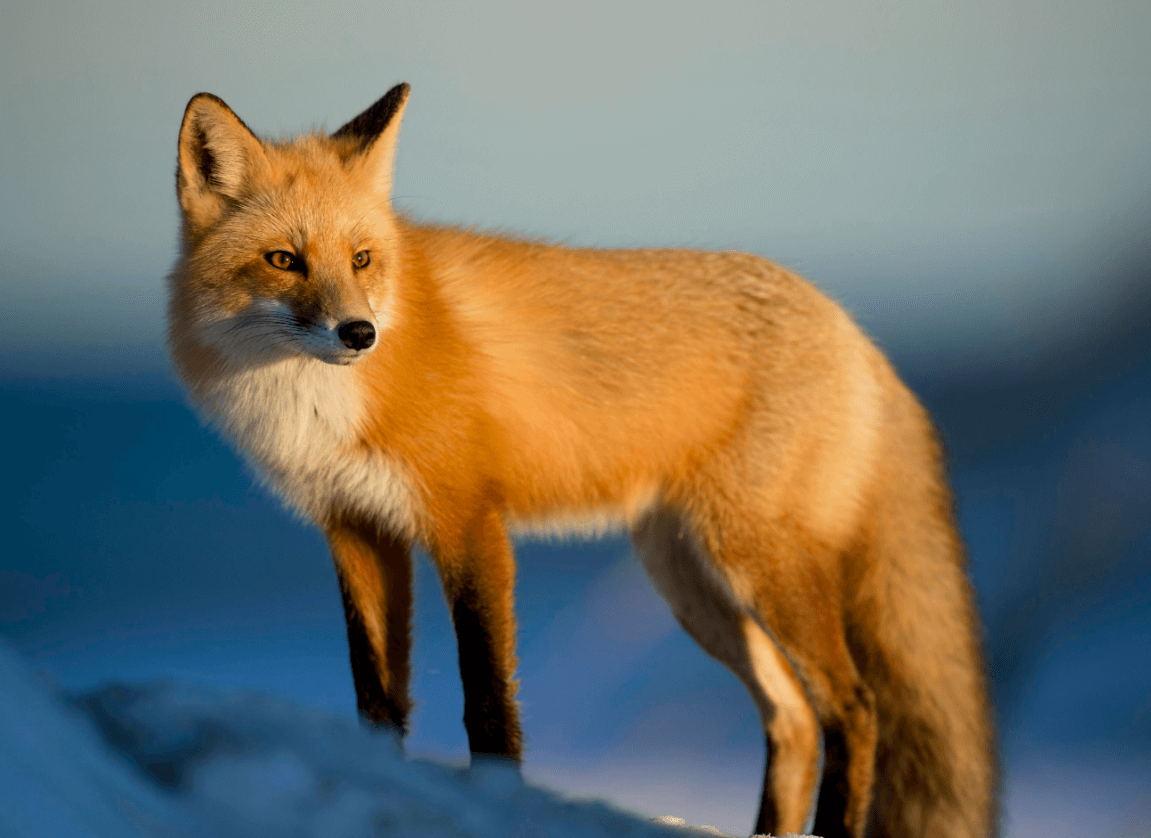 Wallpaper:-0jv9wfje44= Fox