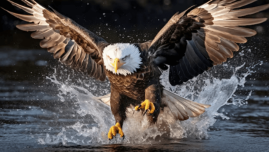 Wallpaper:3hrxfyctdvo= Bald Eagle