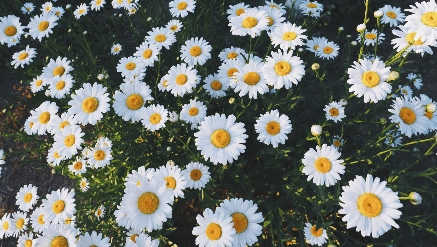 Wallpaper:10xwlr89vyg= Daisy Flower
