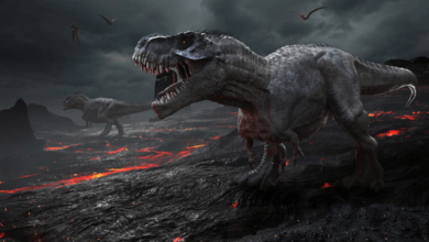 Wallpaper:6v4rpaq50ca= Dino