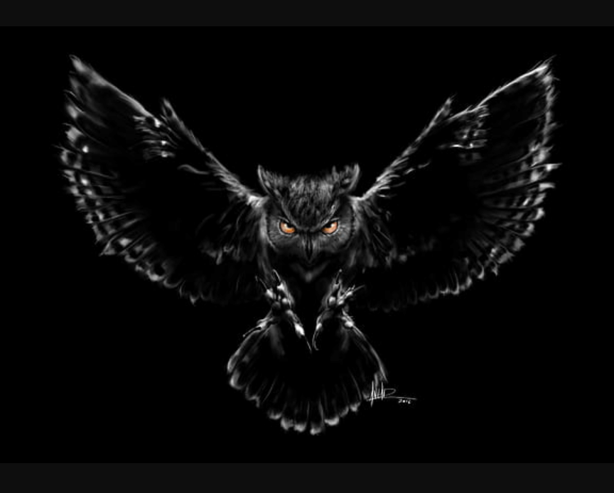 Wallpaper:4mavk_Ccui4= Owl