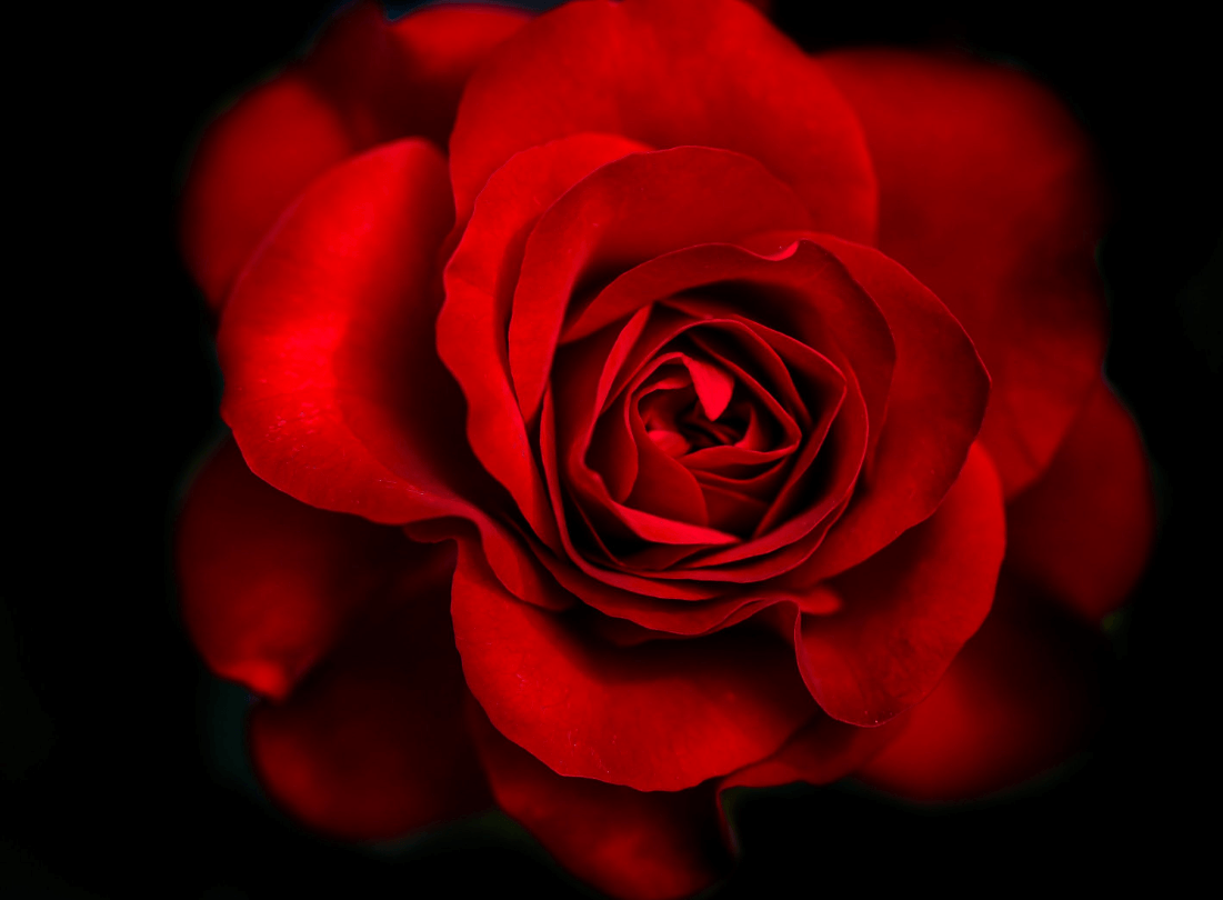 Wallpaper:4icwhzzsr1k= Rose