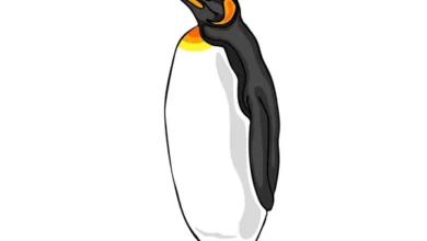 Clipart:Eq5wrhpcrpk= Penguin