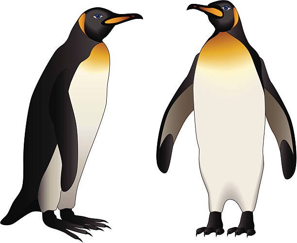 Clipart:Eq5wrhpcrpk= Penguin