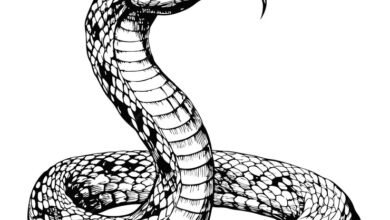 Drawing:Bxv6evbk8ta= Snake