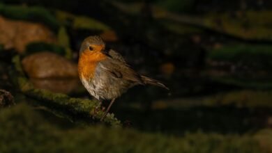 quantitative signal harmonization log